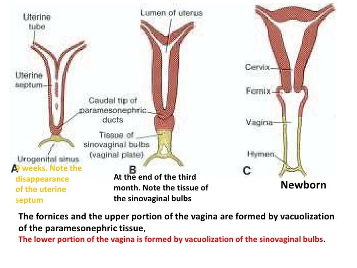 embryionic formation of the vagina Embryionic formation of the vagina